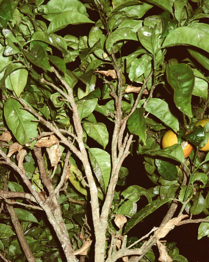 Labruket Hand and Body Wash - Grapefruit Leaf - Franck Ebstein