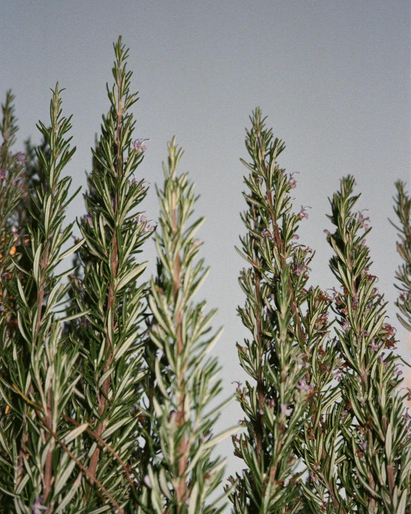 Labruket Hand and Body Wash - Sage / Rosemary / Lavender - Franck Ebstein